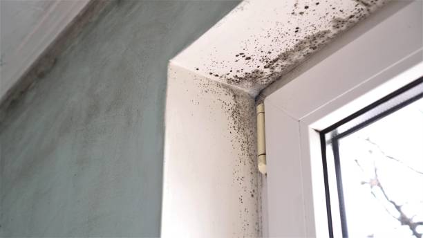 Environmental Consulting for Mold Prevention in Prien, LA